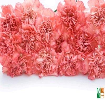  Tranh dán tường Hàn Quốc - hoa phăng FW149